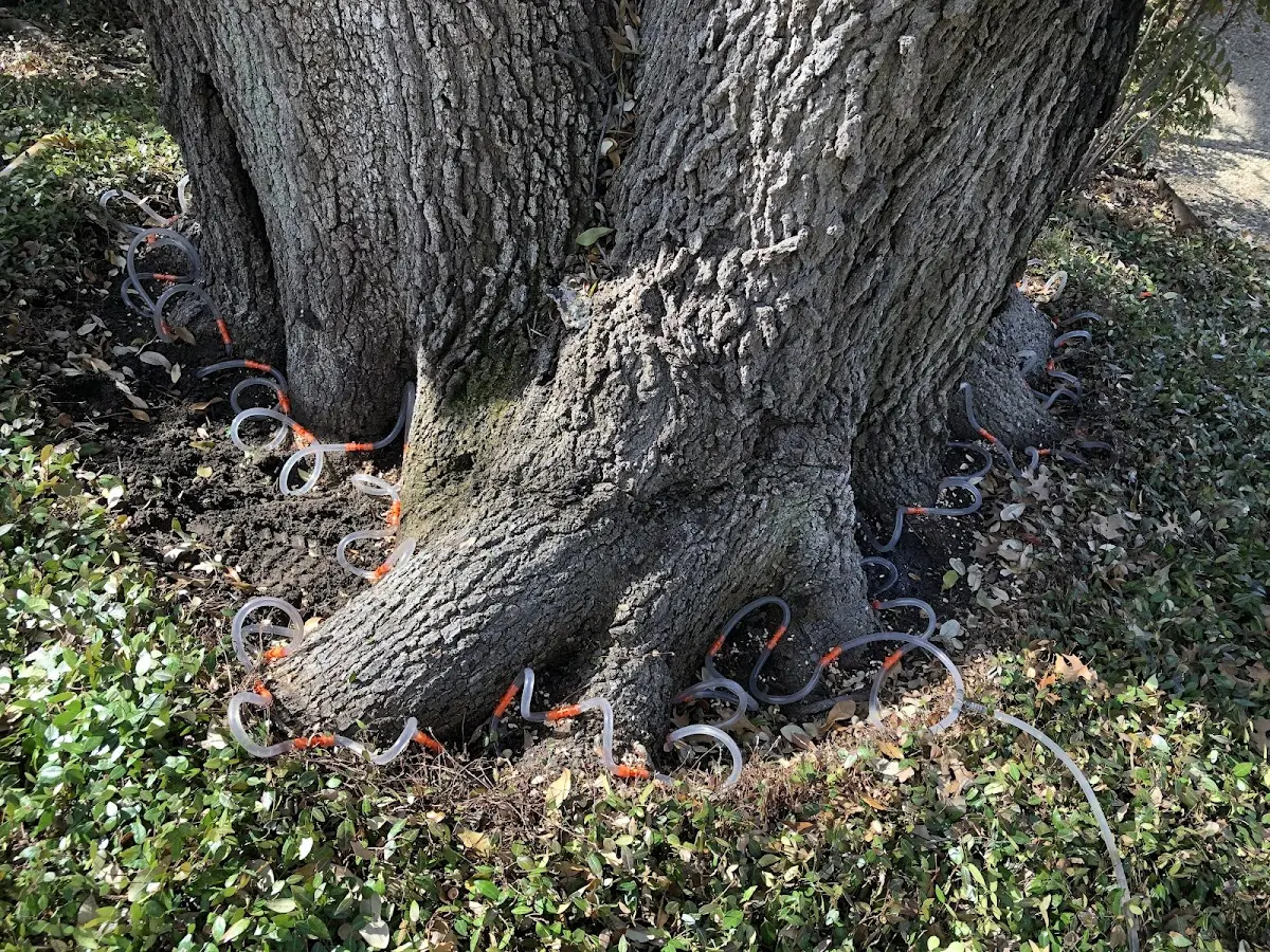 Detailed Tree Cabling and Bracing job site in Venango